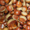 New Season Chinese Raw Chestnuts Fresh Chestnut for export